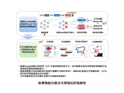 港大醫學院研究團隊通過CRISPR-Cas9多基因剔除技術平台 成功篩選出治療肝癌的新藥物組合療法